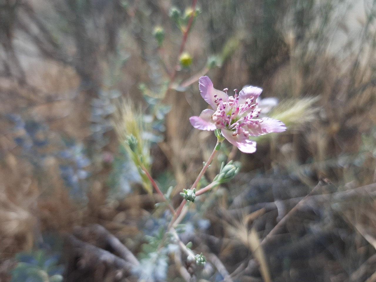 Reaumuria alternifolia