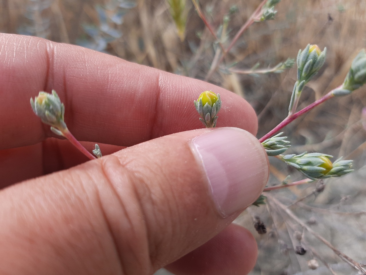 Reaumuria alternifolia