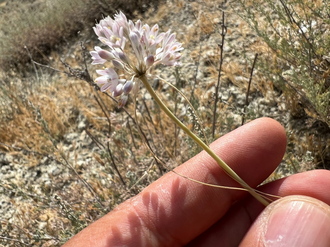 Allium rupestre