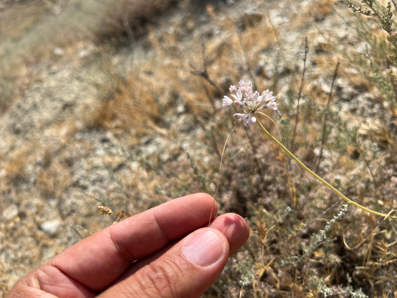 Allium rupestre