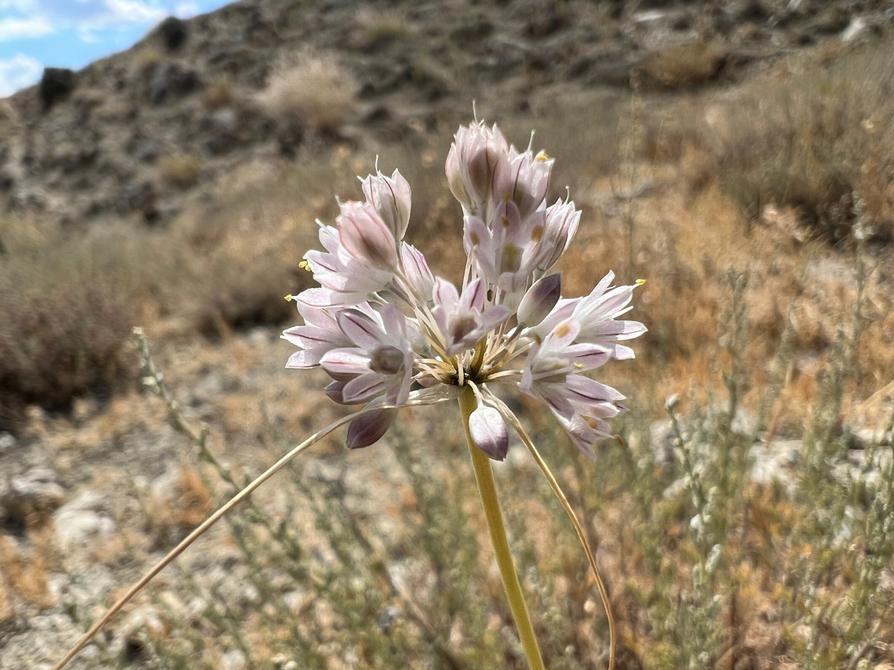 Allium rupestre