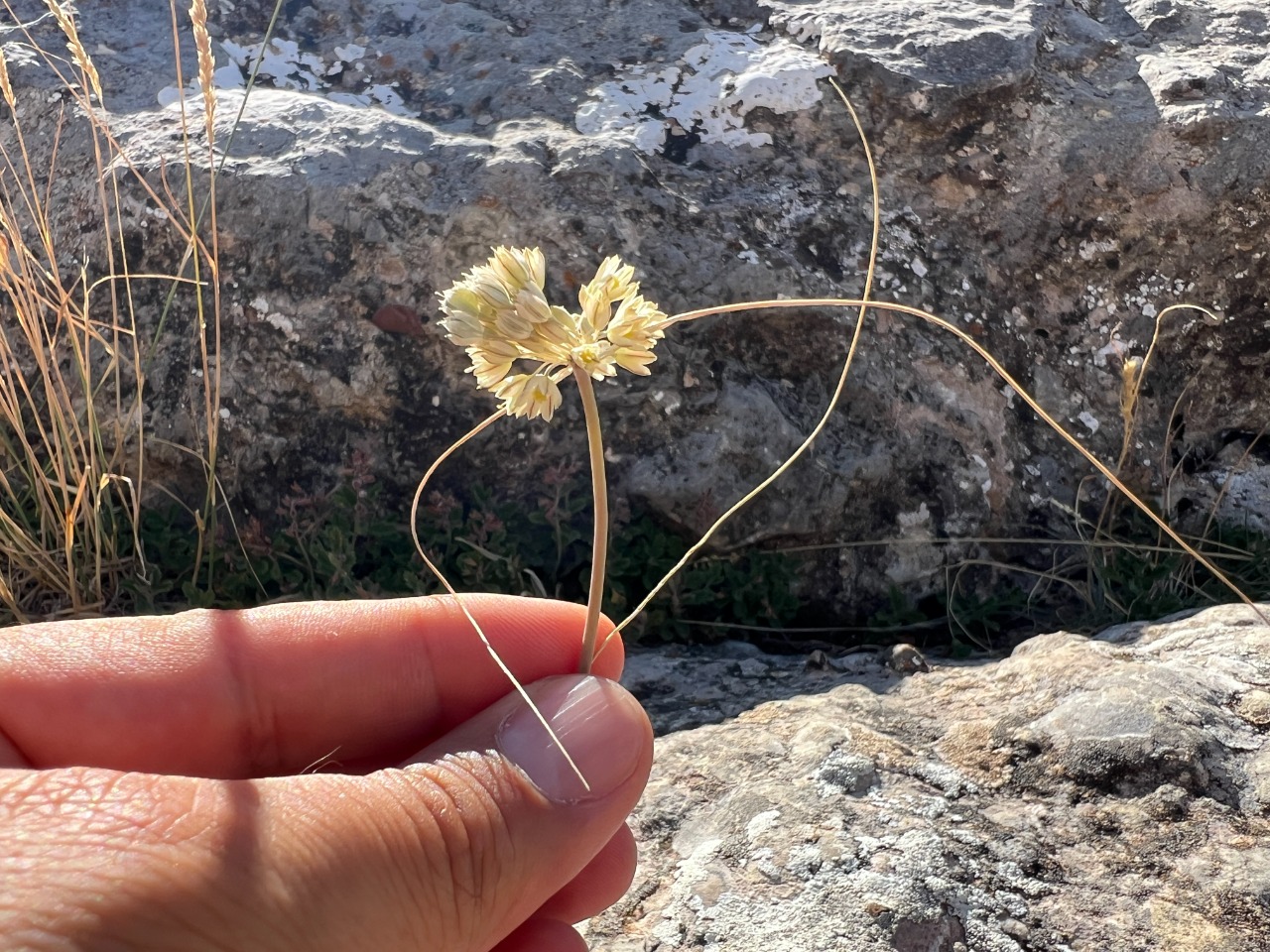 Allium rupestre