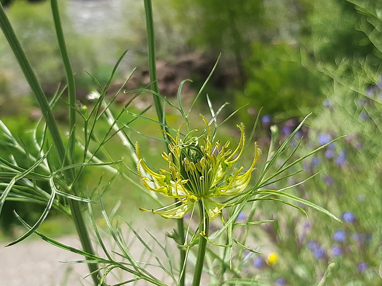 Nigella oxypetala