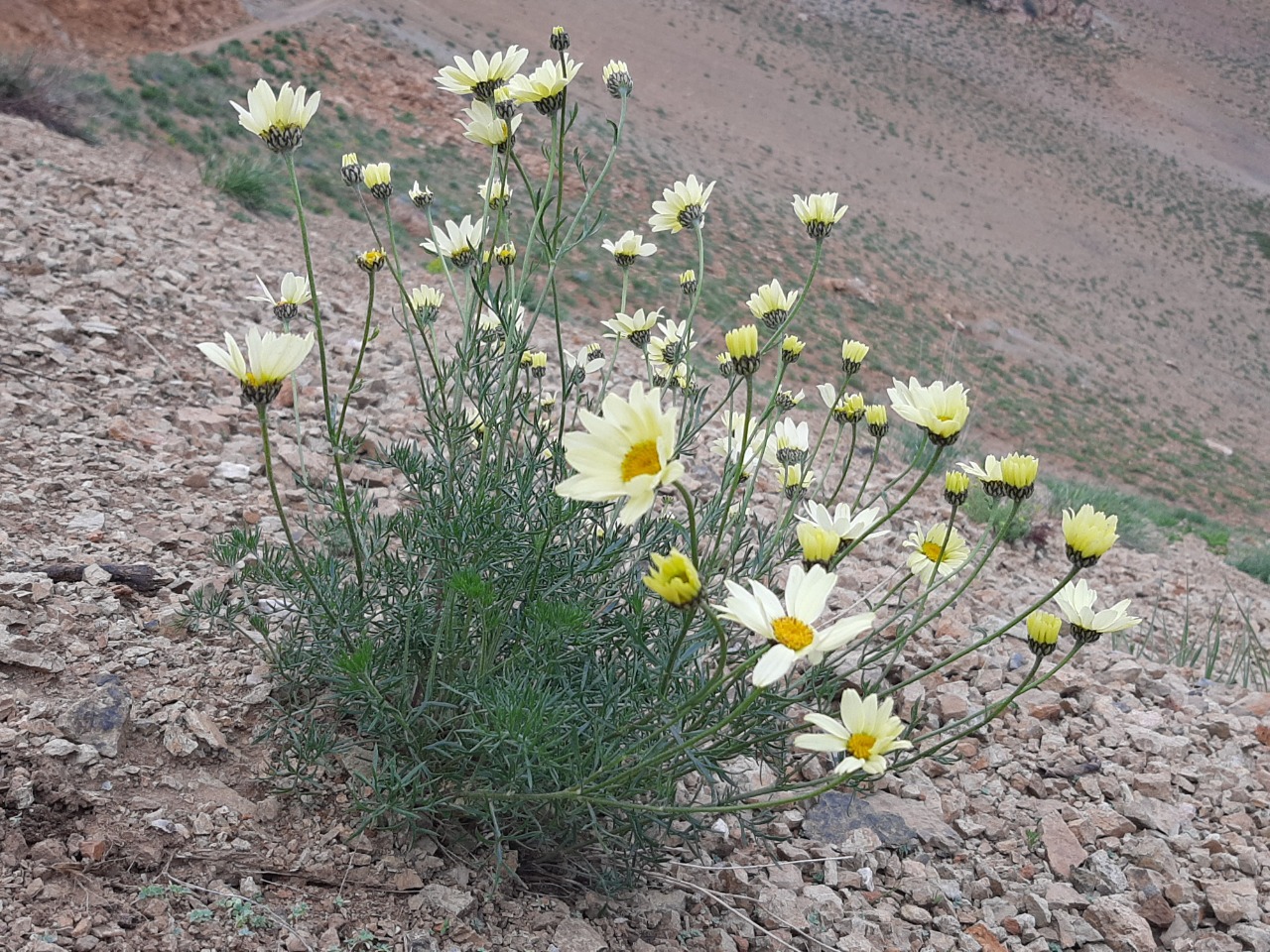 Tripleurospermum melanolepis