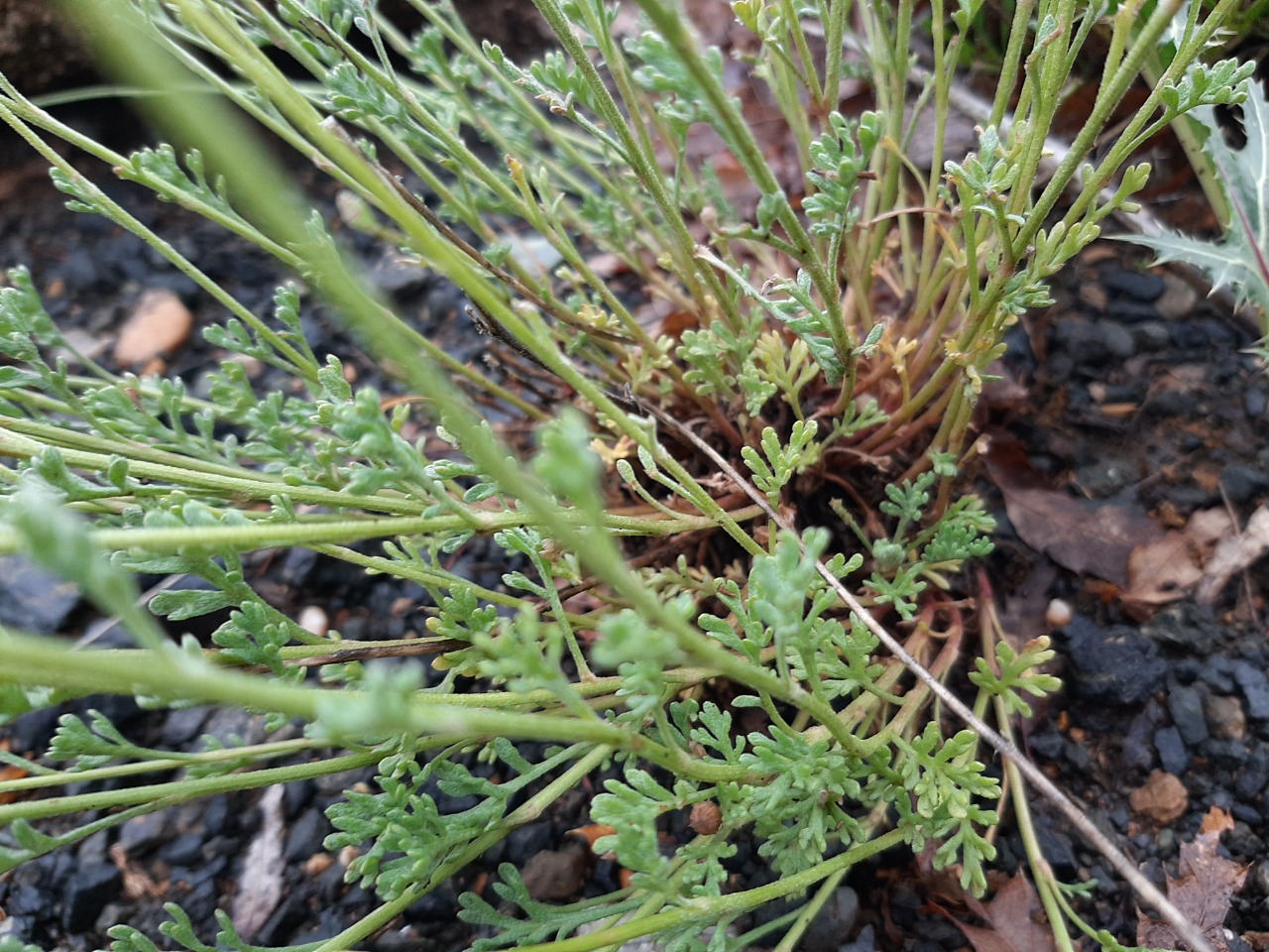 Anthemis kotschyana var. discoidea