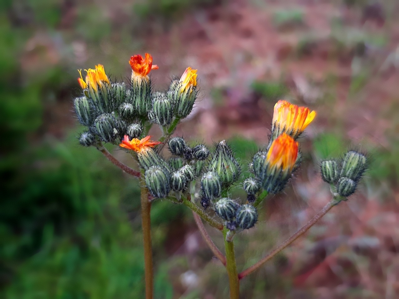 Pilosella piloselloides