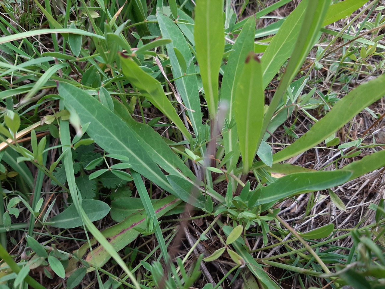 Pilosella piloselloides