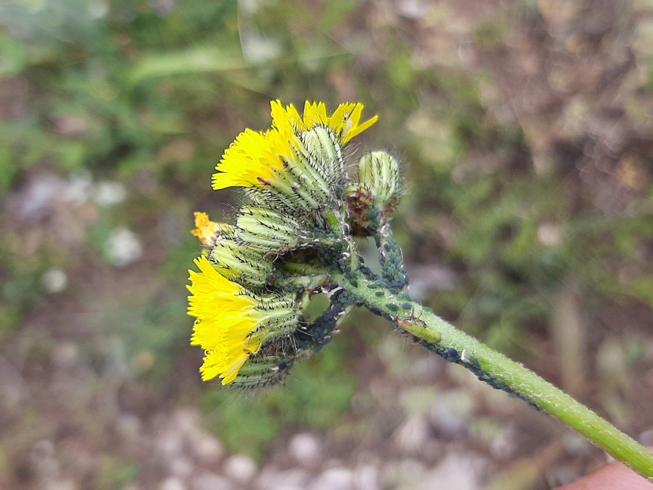 Pilosella piloselloides