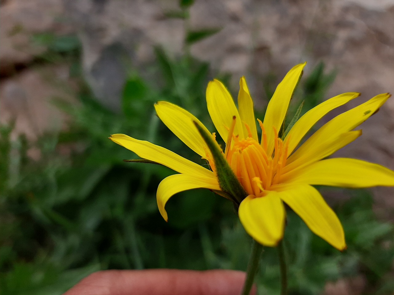 Tragopogon pratensis