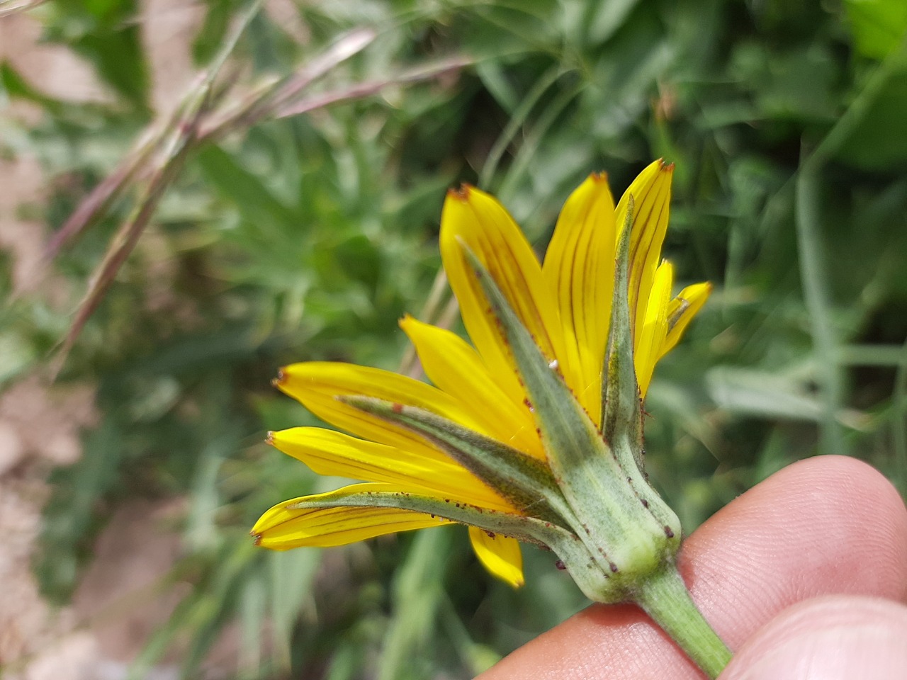 Tragopogon pratensis