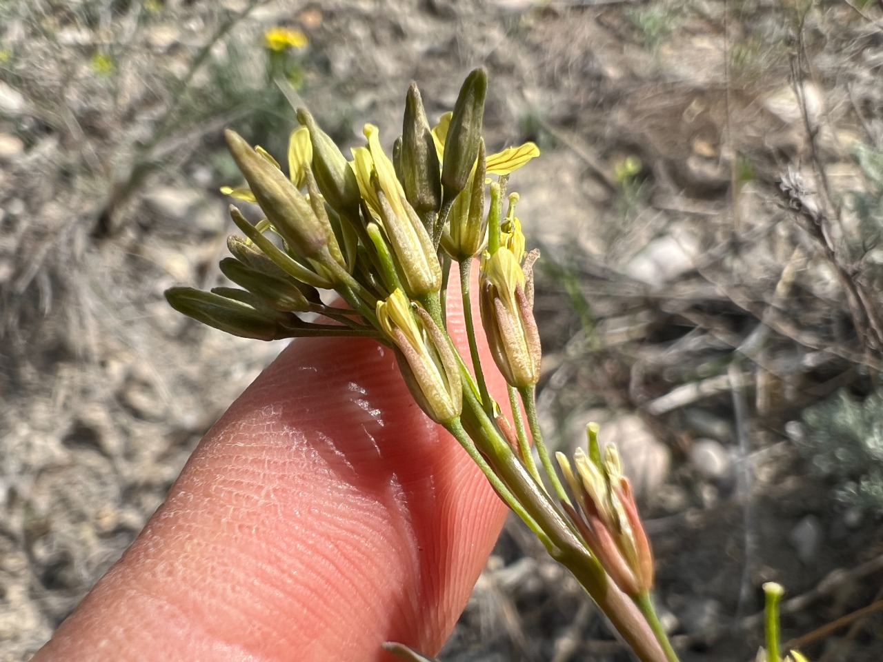Conringia planisiliqua
