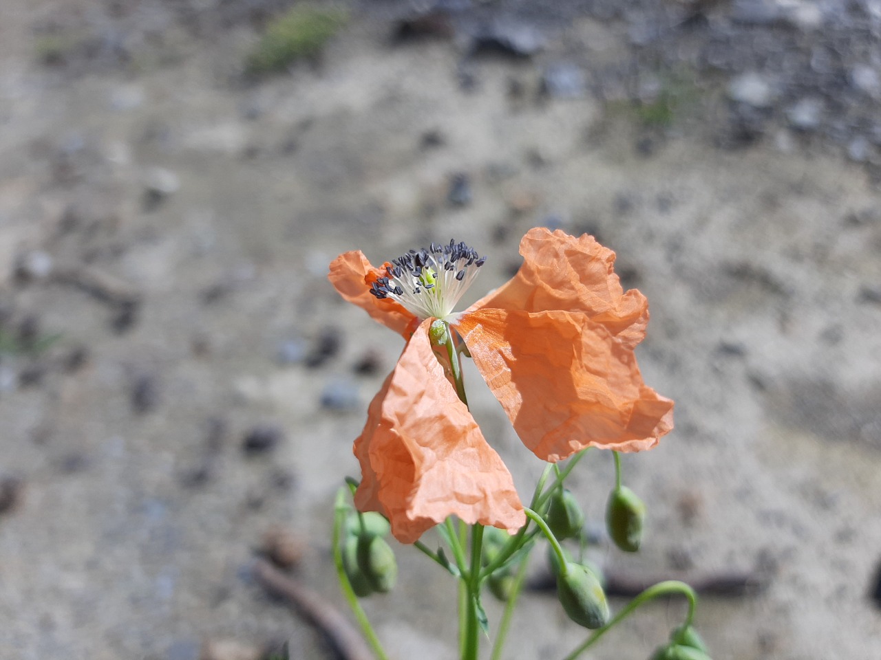 Papaver armeniacum