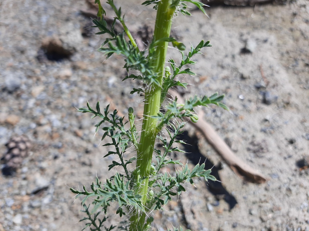 Papaver armeniacum