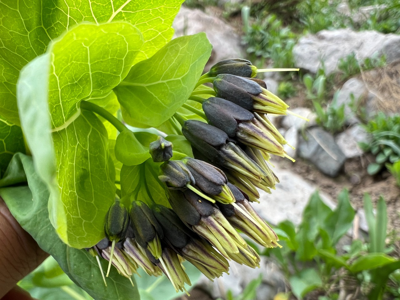 Cerinthe glabra