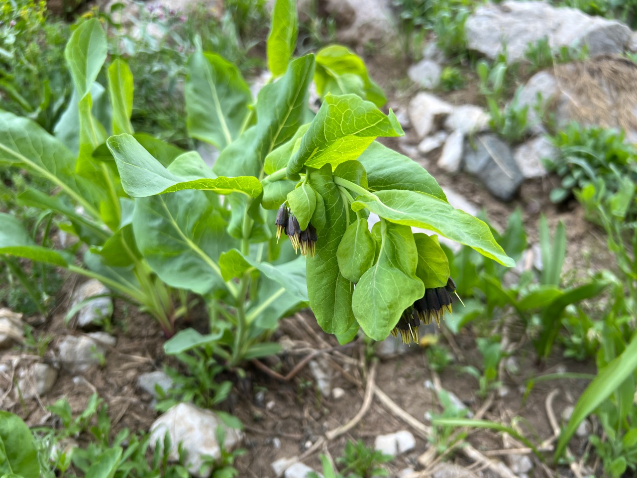 Cerinthe glabra