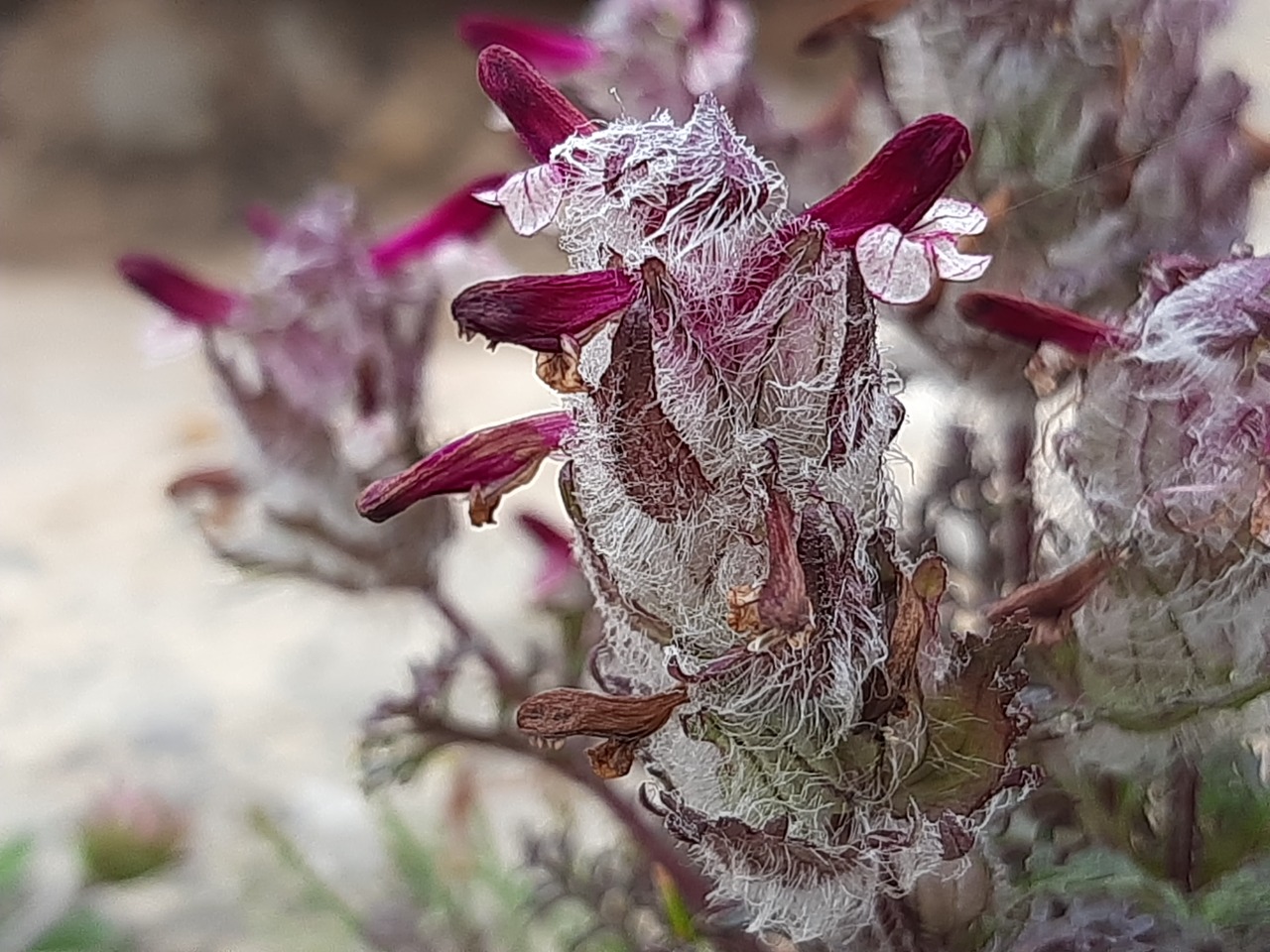 Pedicularis munzurdaghensis