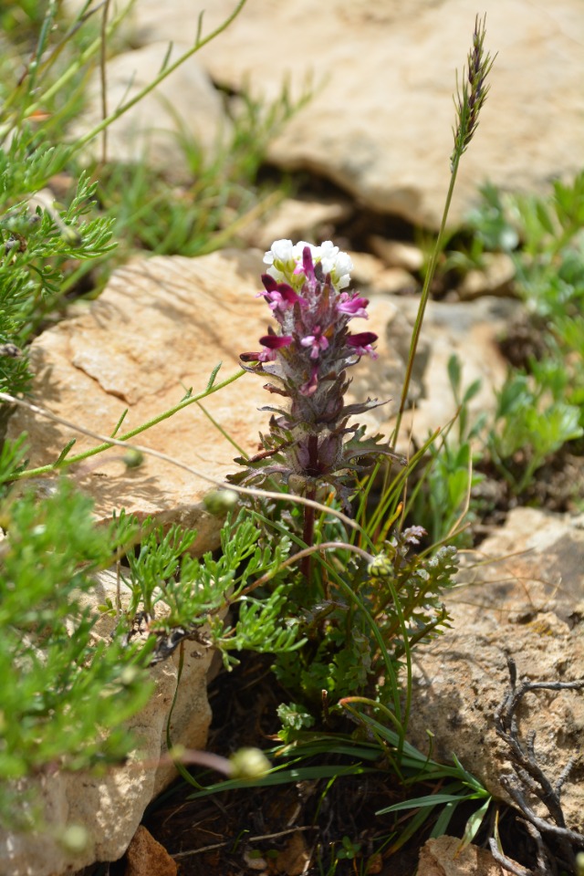 Pedicularis munzurdaghensis