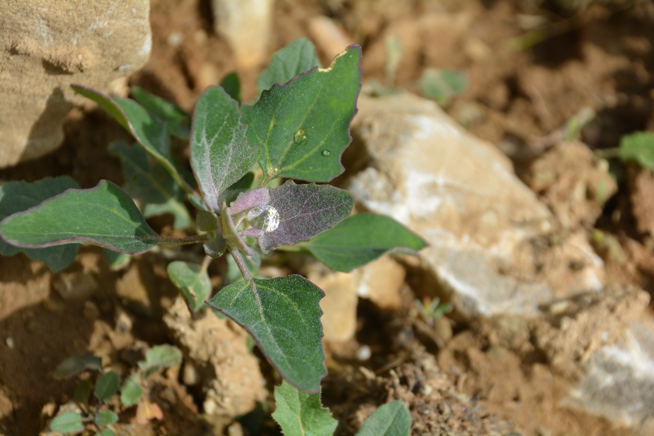 Chenopodium album