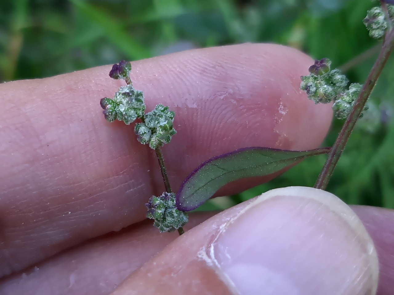 Chenopodium album