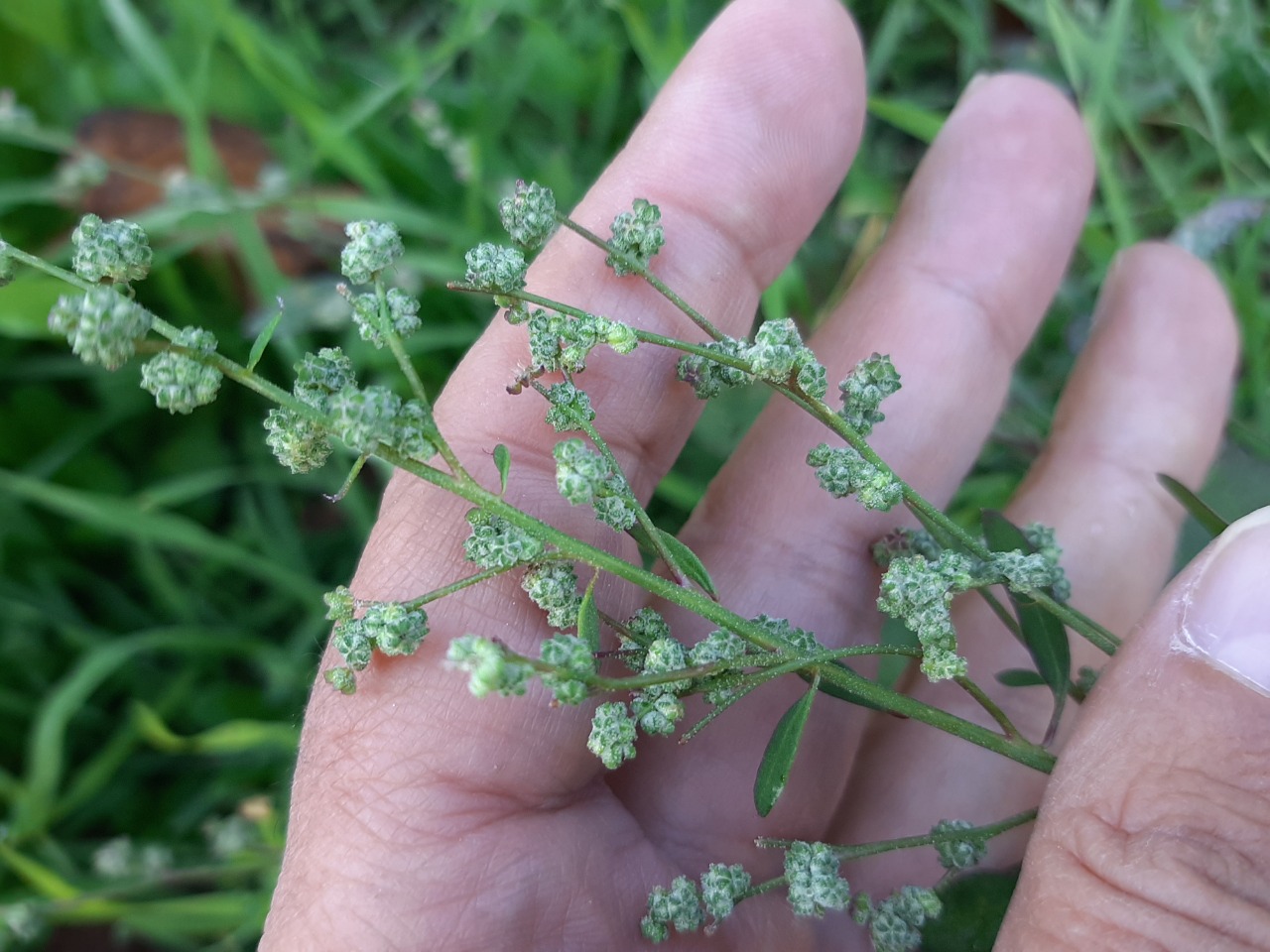 Chenopodium album