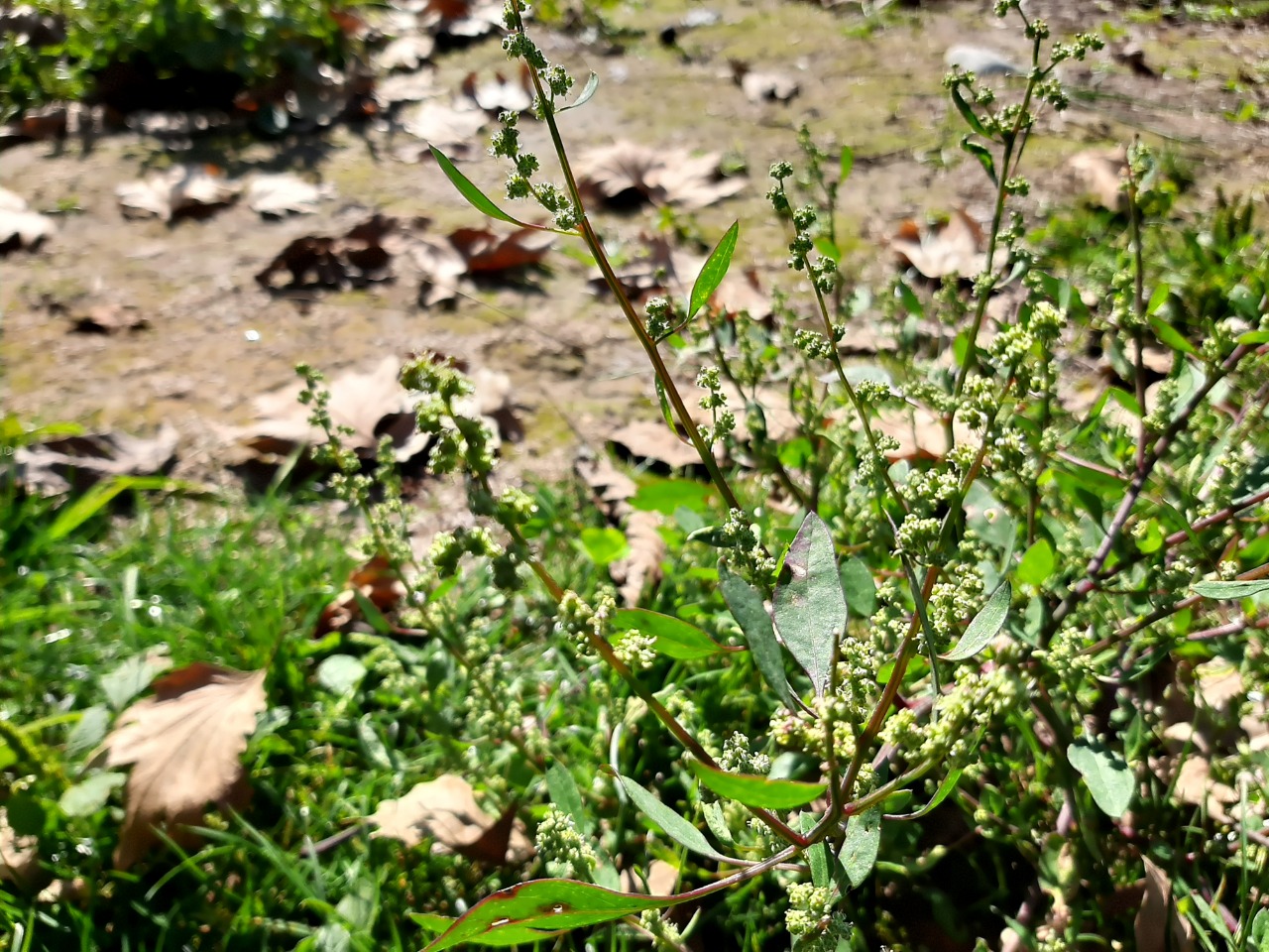 Chenopodium album