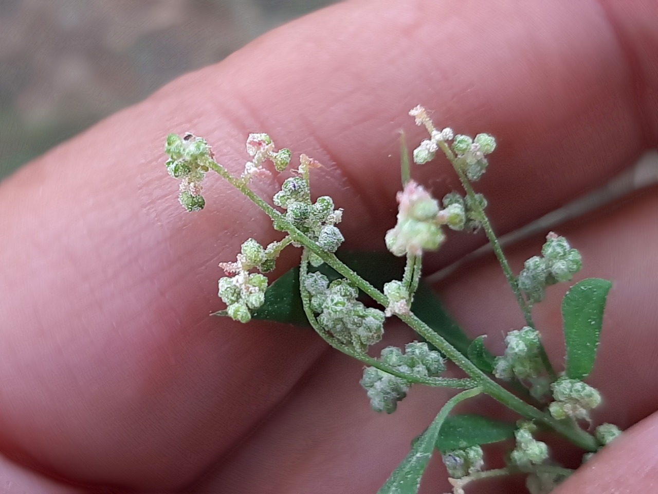 Chenopodium album