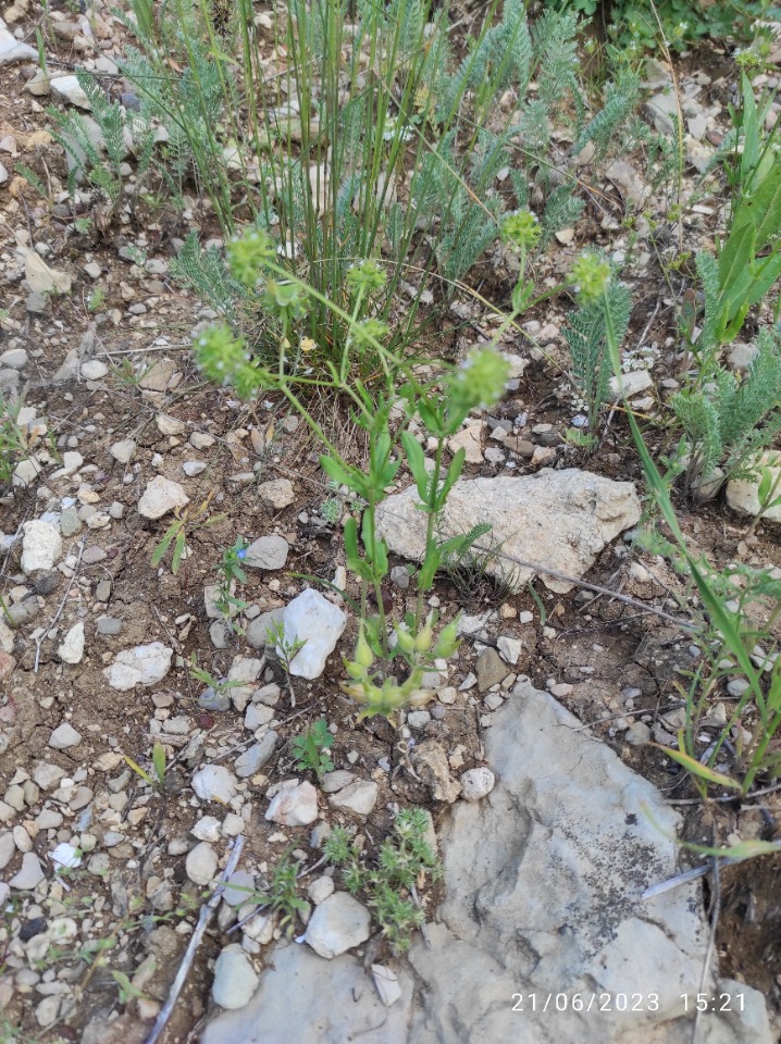 Valerianella dactylophylla