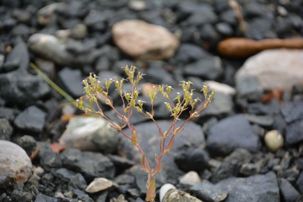 Valerianella oxyrhyncha