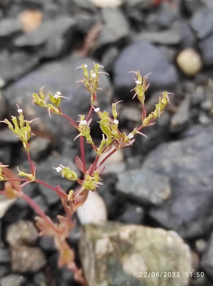 Valerianella oxyrhyncha