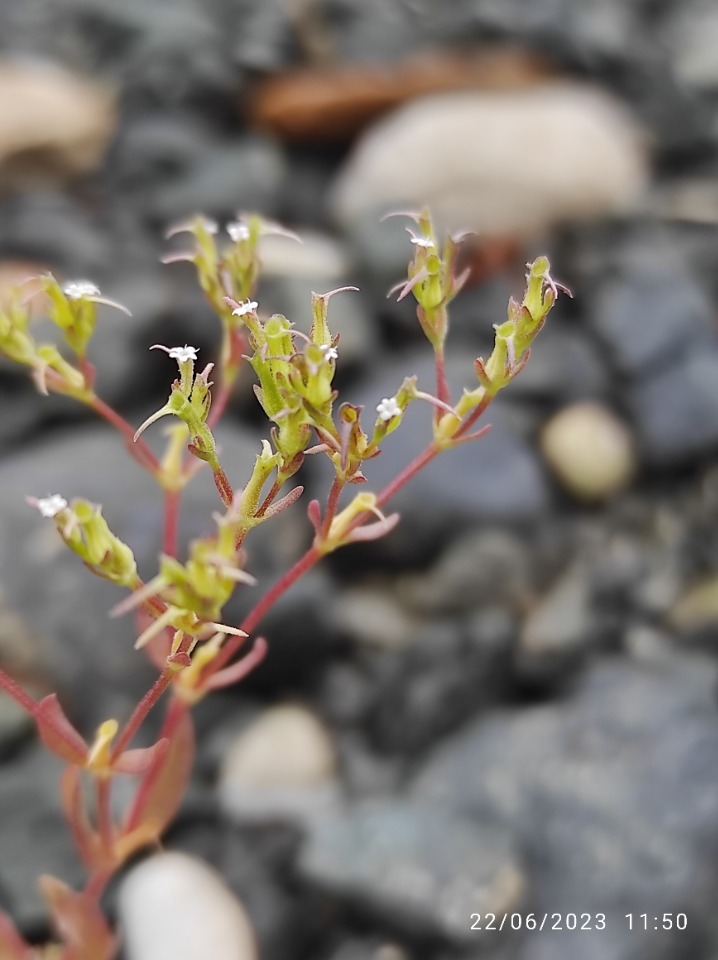 Valerianella oxyrhyncha