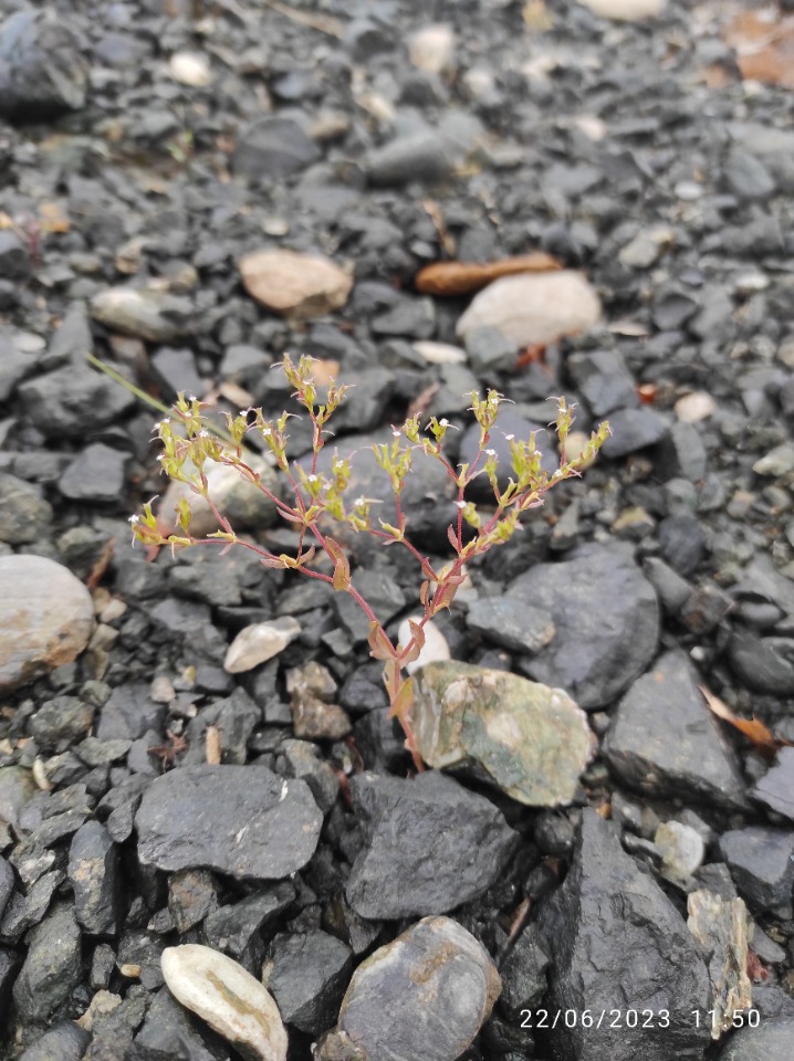 Valerianella oxyrhyncha