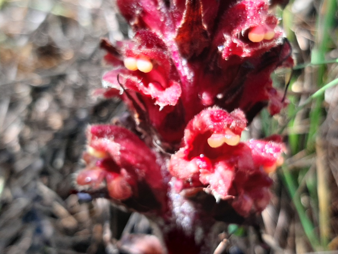 Orobanche anatolica