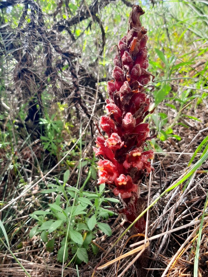 Orobanche anatolica