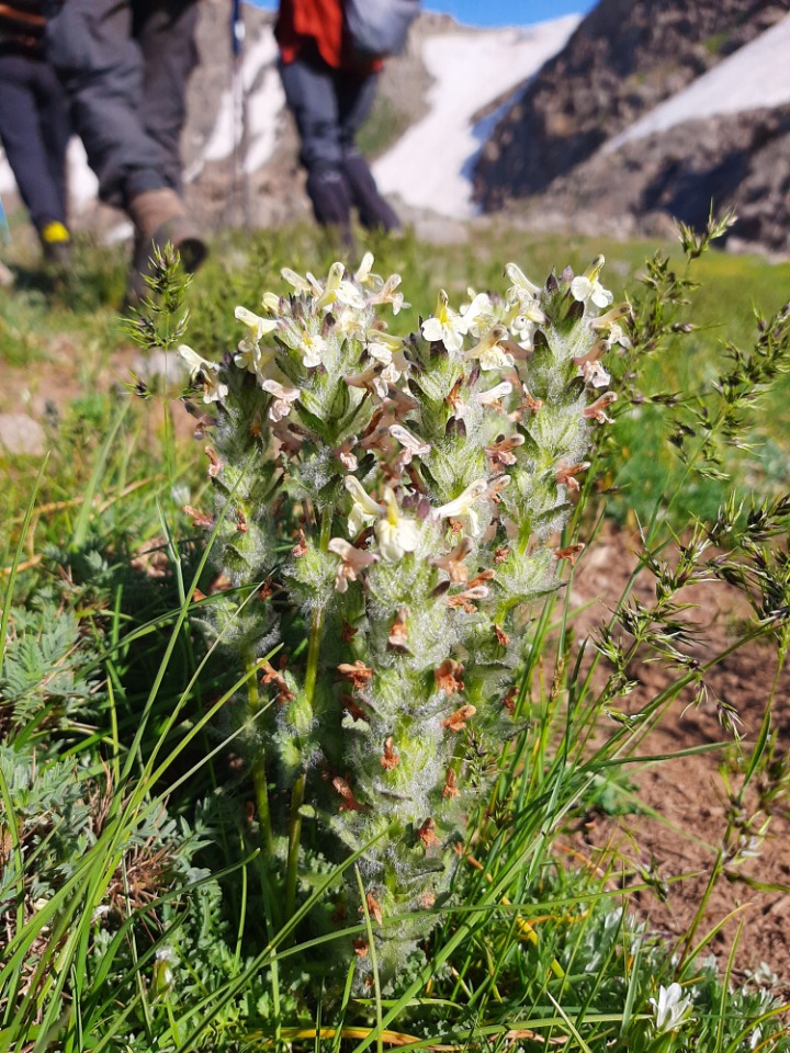 Pedicularis caucasica