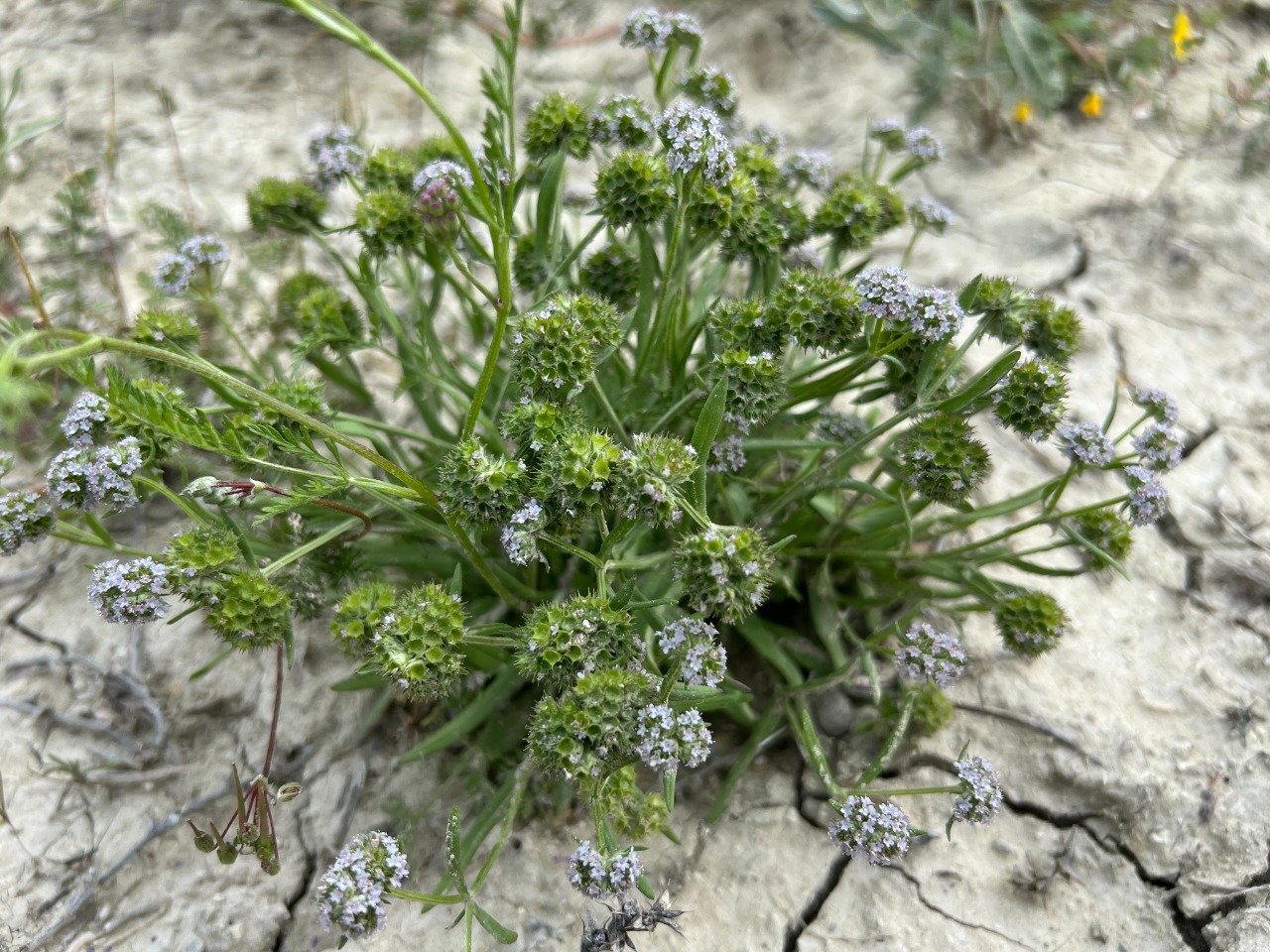 Valerianella coronata