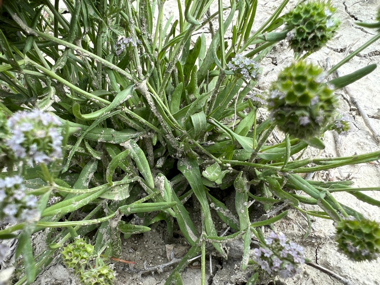 Valerianella coronata