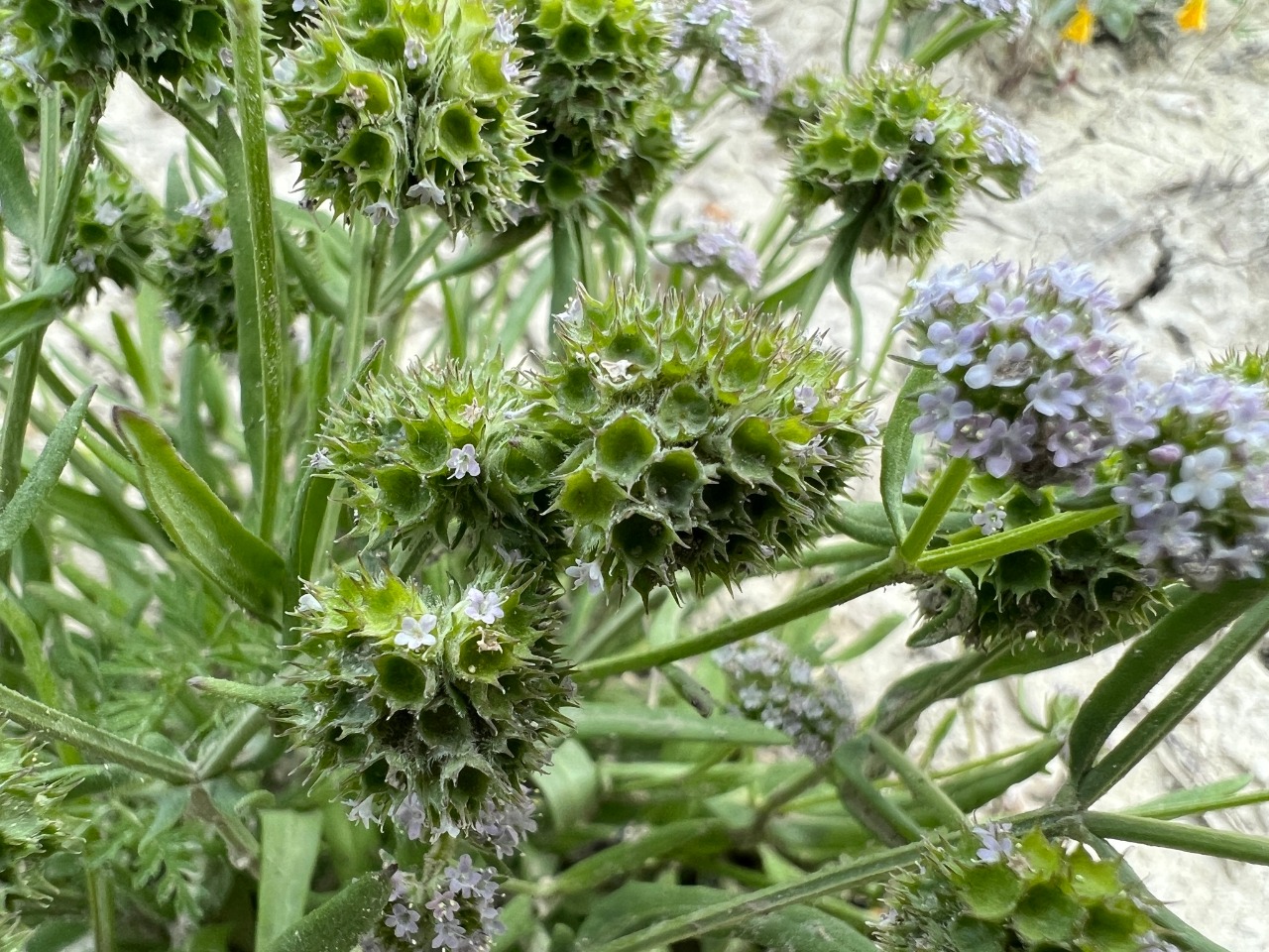 Valerianella coronata