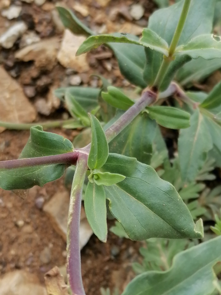 Silene latifolia subsp. eriocalycinae