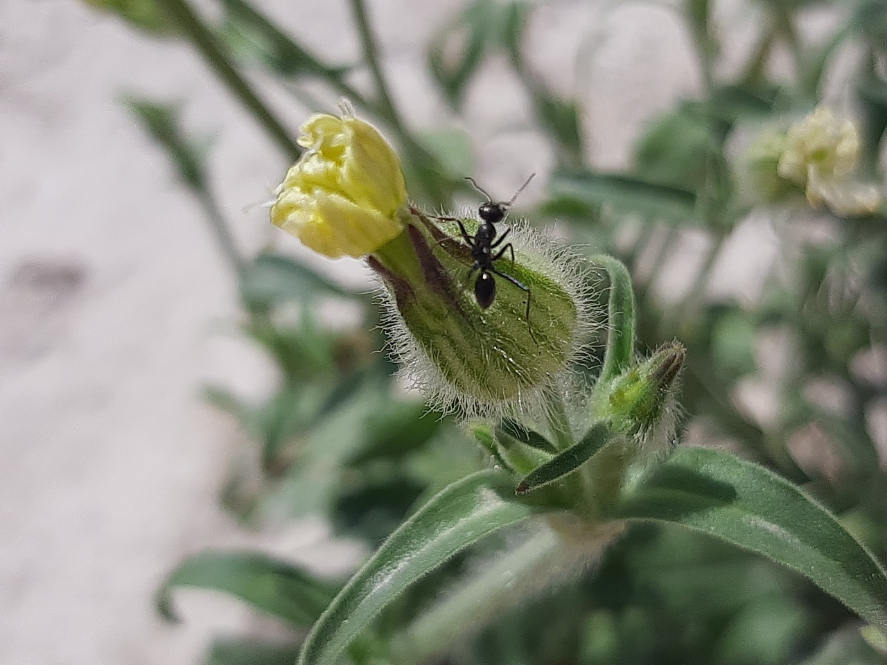 Silene latifolia subsp. eriocalycinae