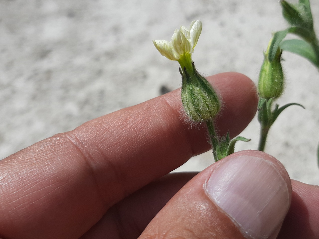 Silene latifolia subsp. eriocalycinae