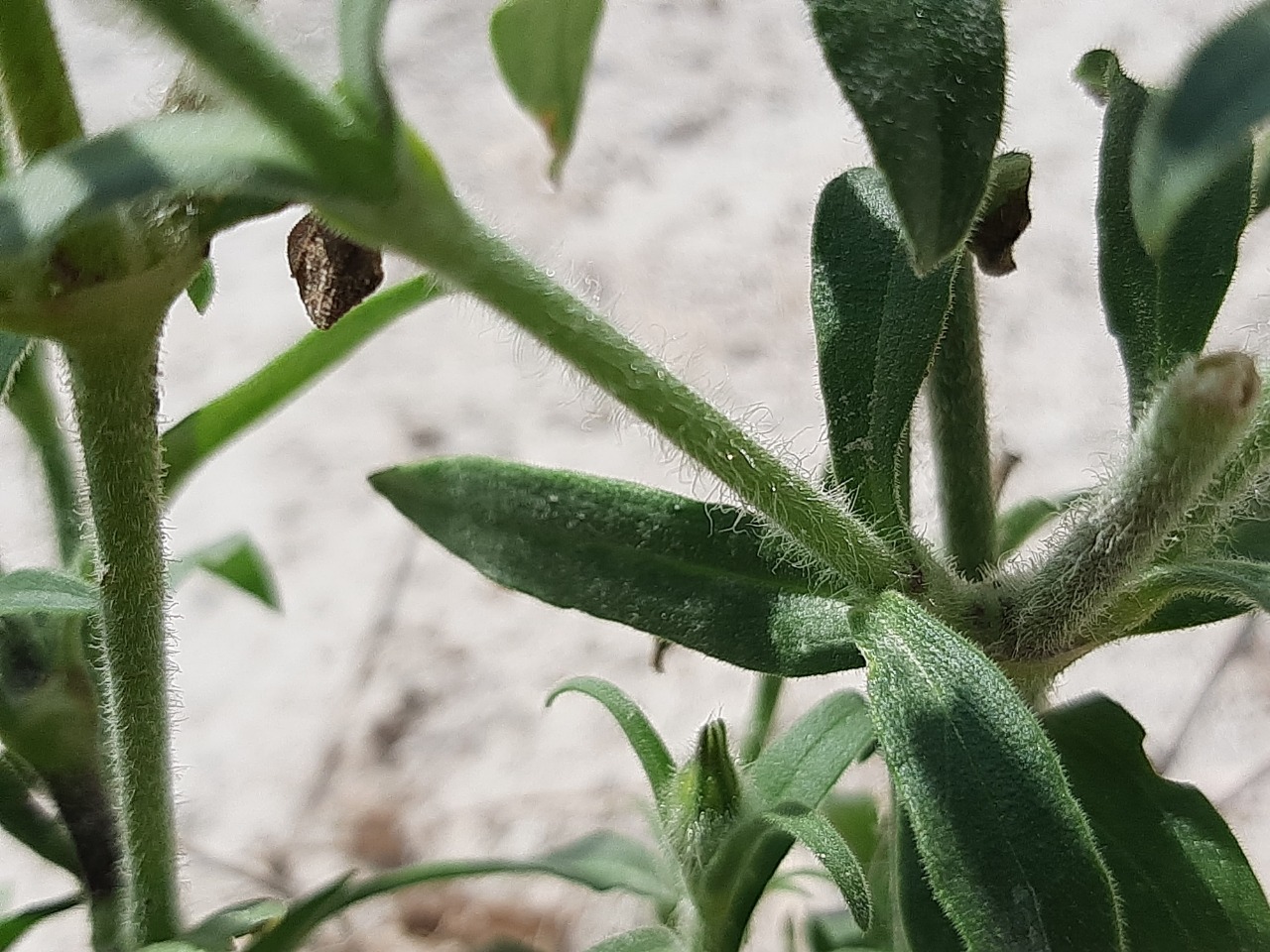 Silene latifolia subsp. eriocalycinae