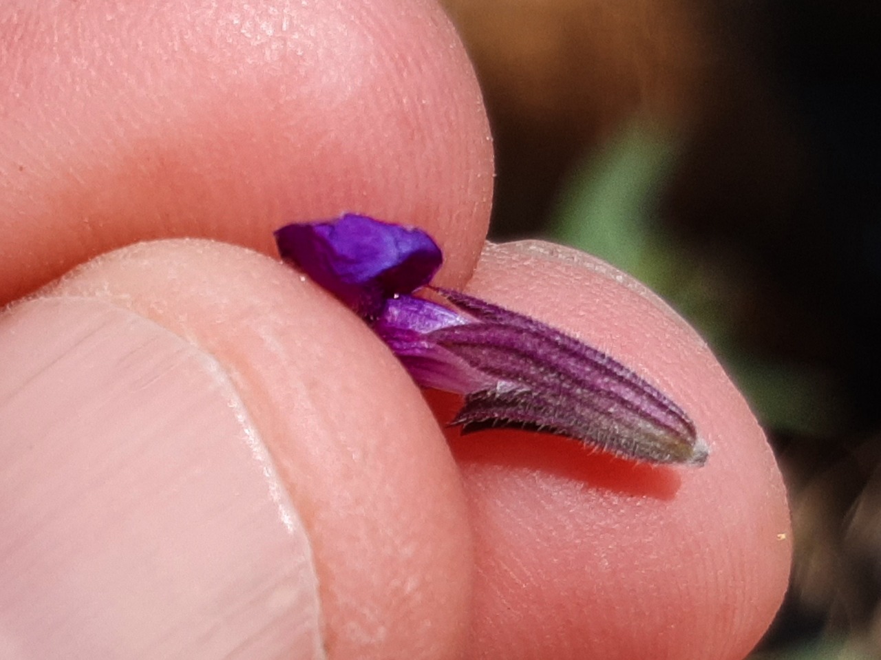 Salvia nemorosa