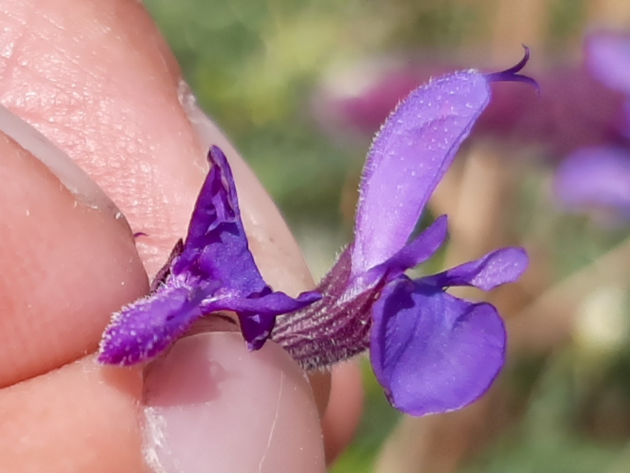 Salvia nemorosa