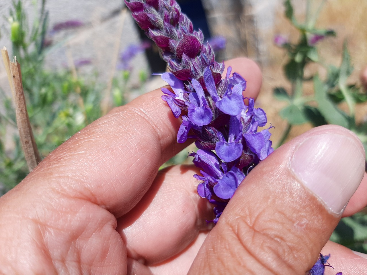 Salvia nemorosa