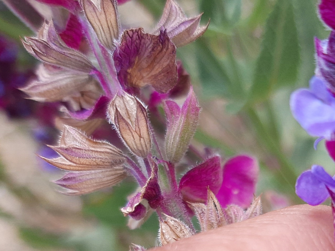 Salvia nemorosa