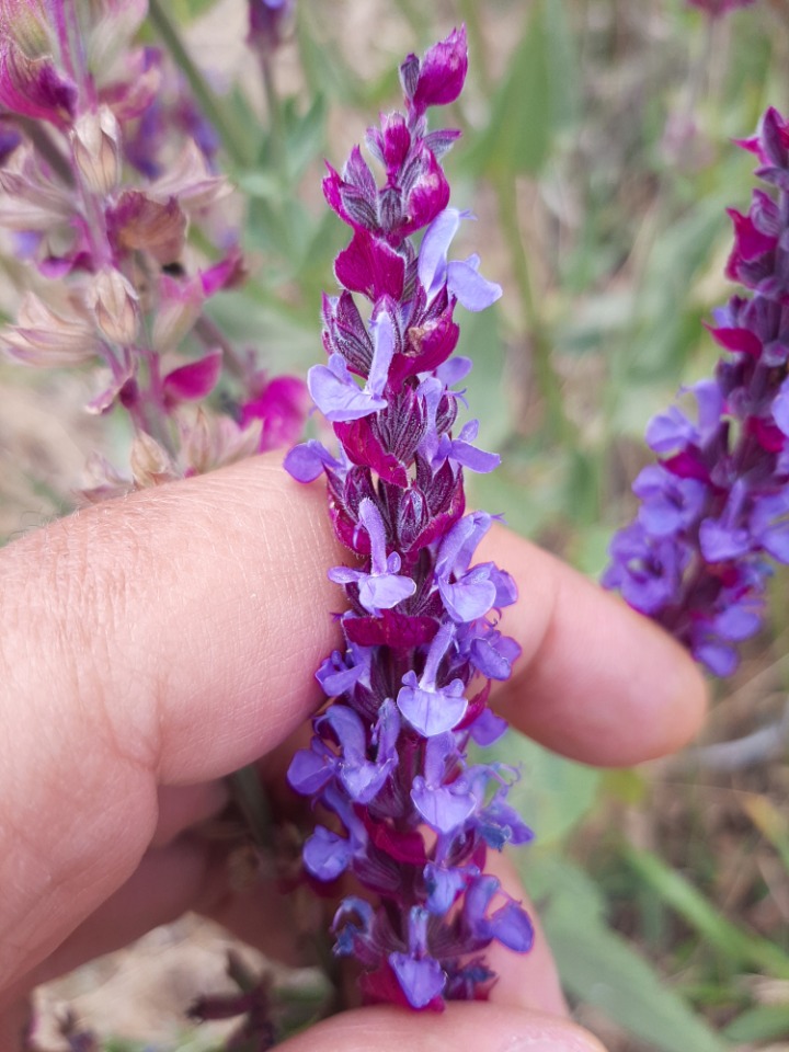 Salvia nemorosa