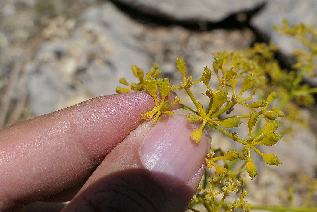 Opopanax hispidus