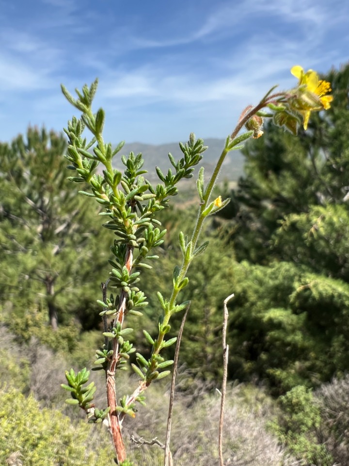 Fumana thymifolia