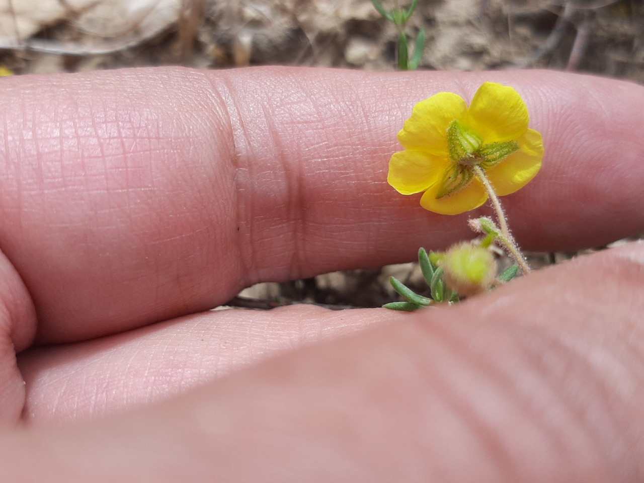 Fumana thymifolia