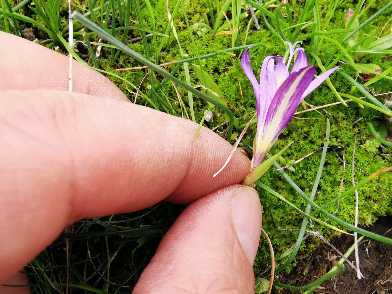 Romulea bulbocodium